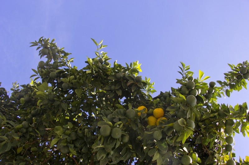 Oranges and blue sky | Seville, Spain