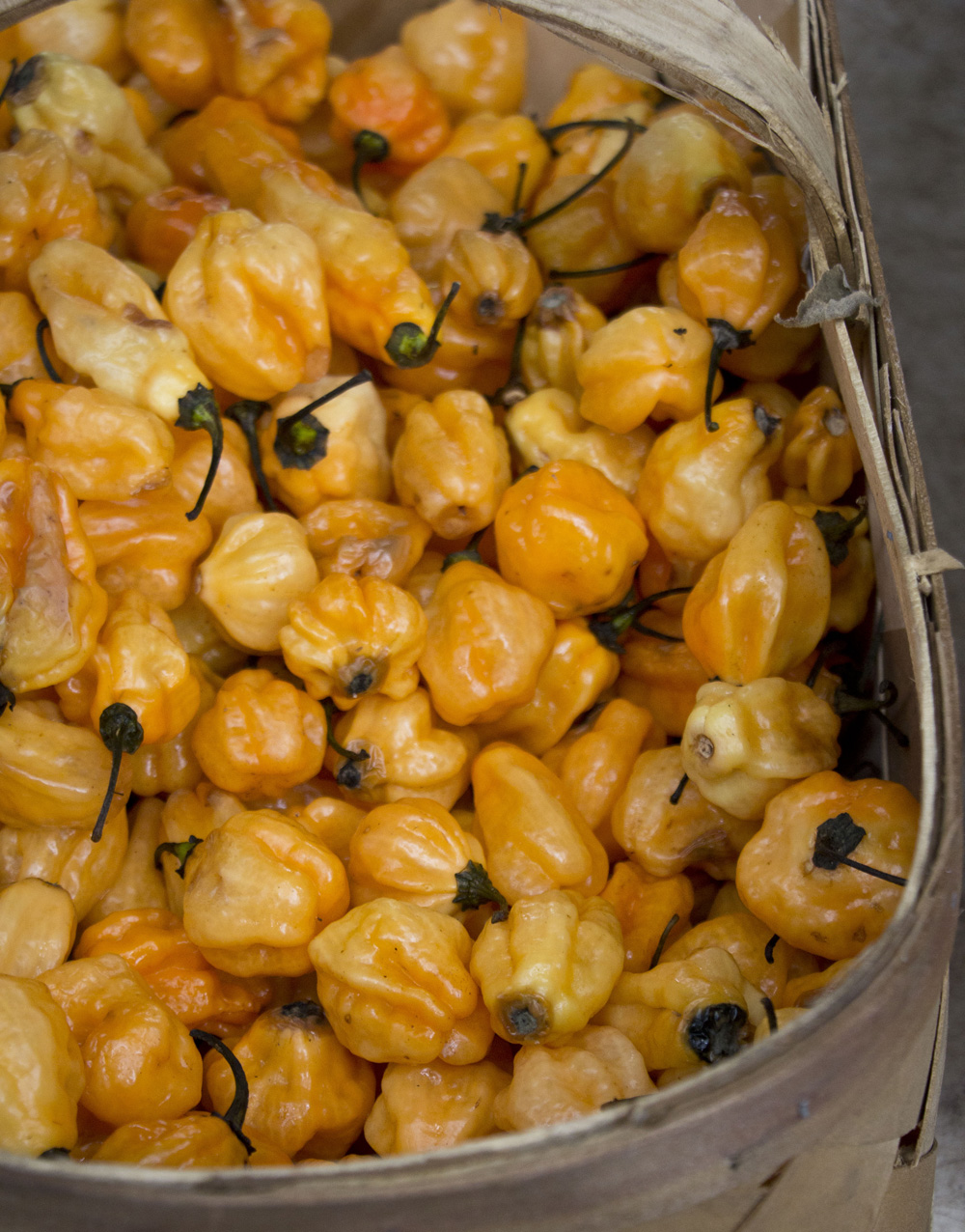 Farmers market habanero peppers in Forsyth Park | Savannah, Georgia