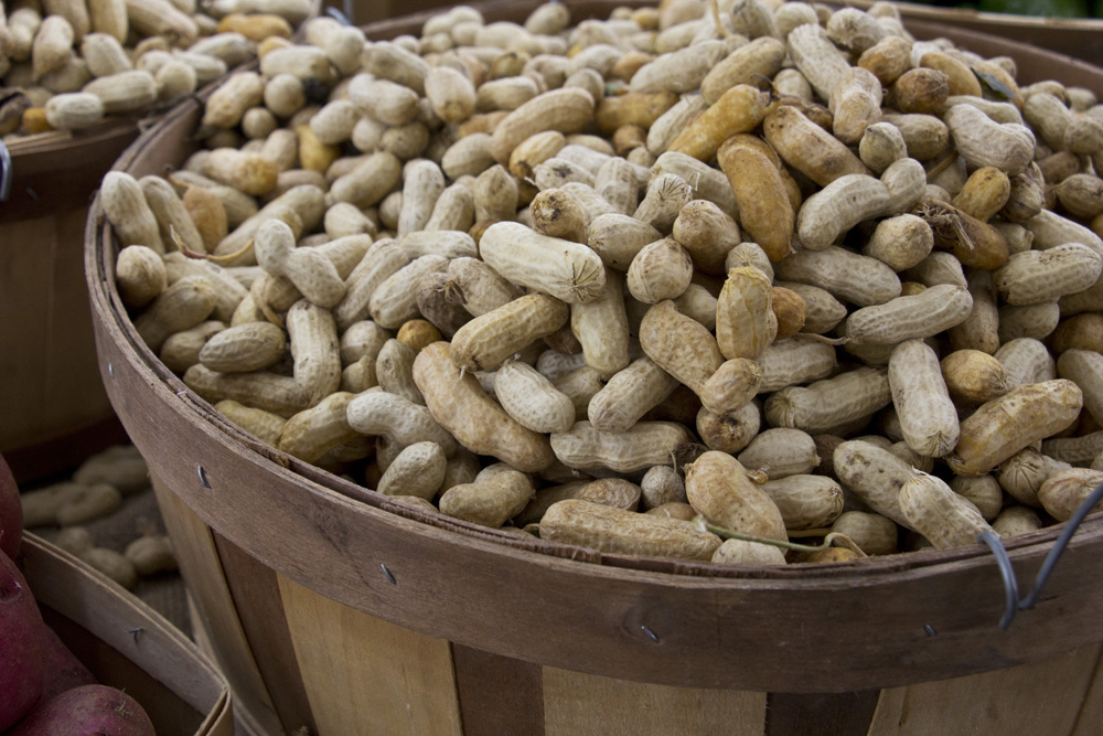 Farmers market peanuts in Forsyth Park | Savannah, Georgia