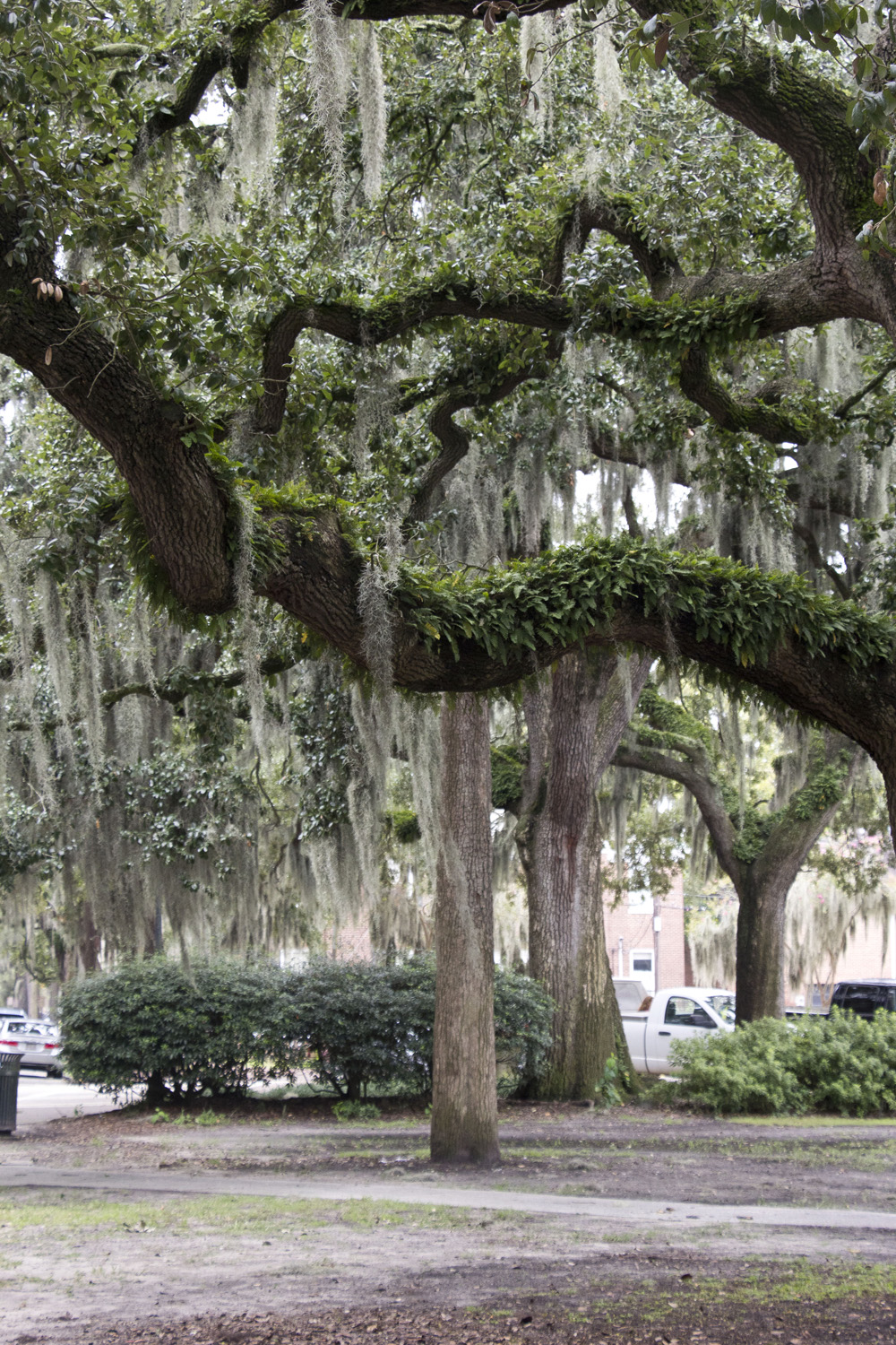 Gnarled trees and Spanish moss in Forsyth Park | Savannah, Georgia