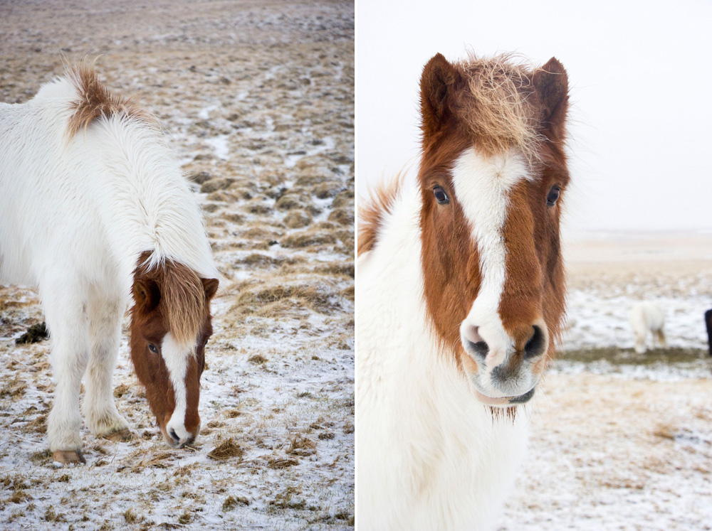 hus.com/wp-content/uploads/2015/10/icelandic-brown-white-horse-south-coast-iceland.jpg