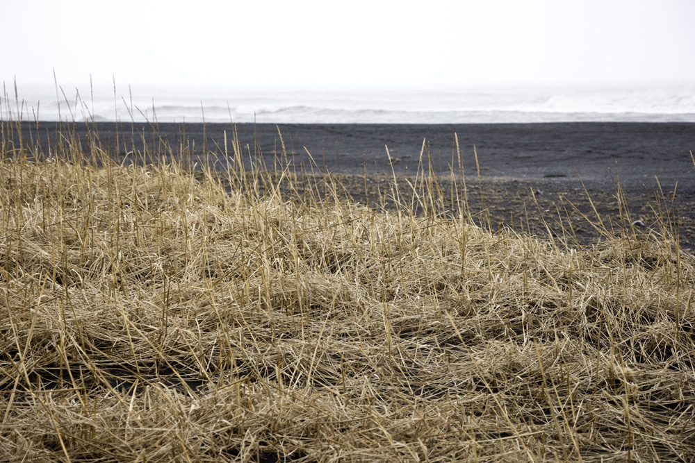 Sea grass on the black sand beach | Vik, Iceland