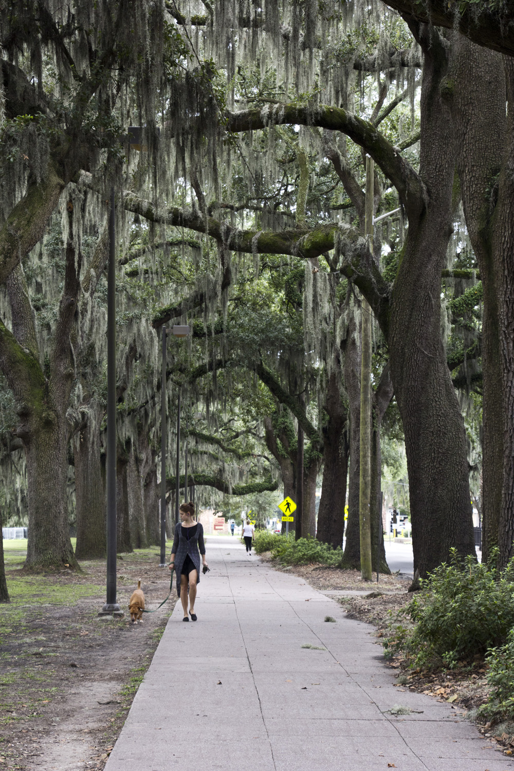 Walking the dog under the moss in Forsyth Park | Savannah, Georgia