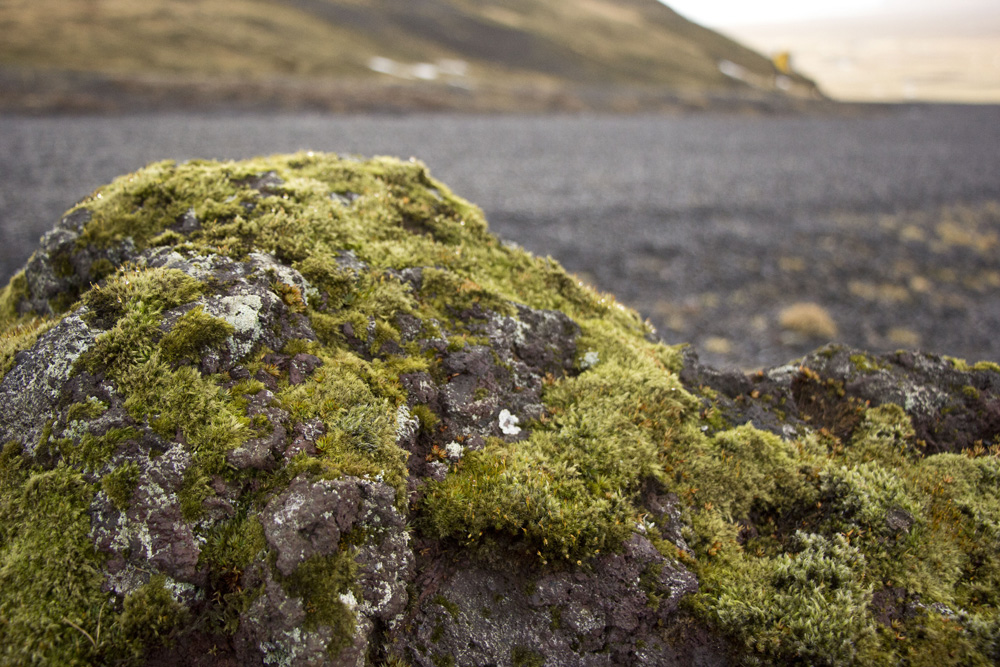 Icelandic moss | Iceland