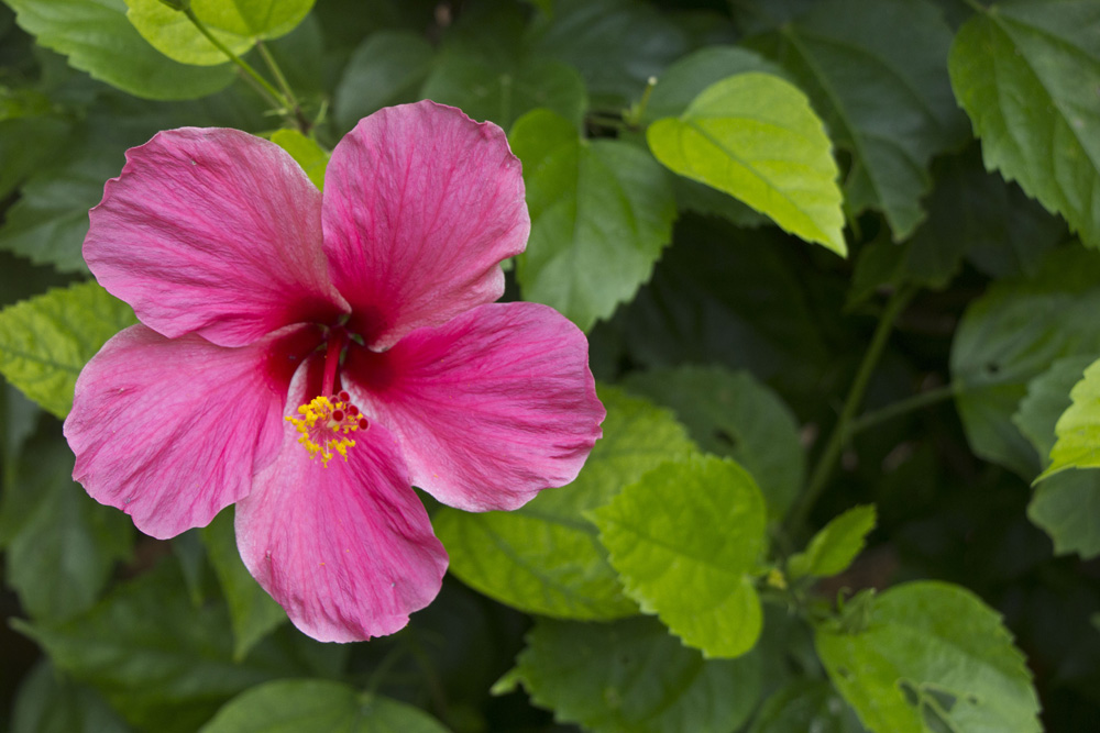 Neon pink hibiscus | Coco Reef, Bermuda