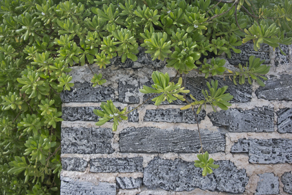 Overgrown beach plant | Coco Reef, Bermuda