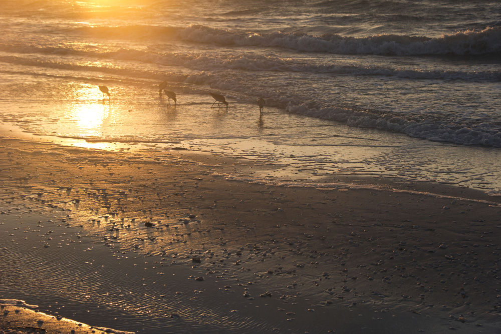 Bird breakfast on the beach | Sanibel Island, Florida