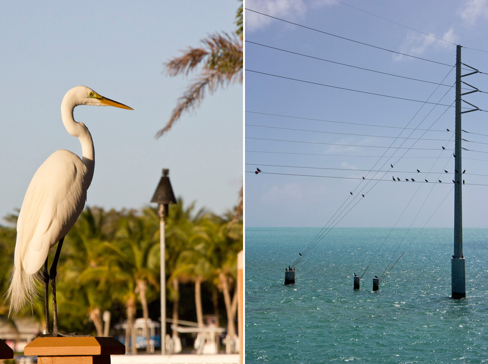 Birds | Florida Keys