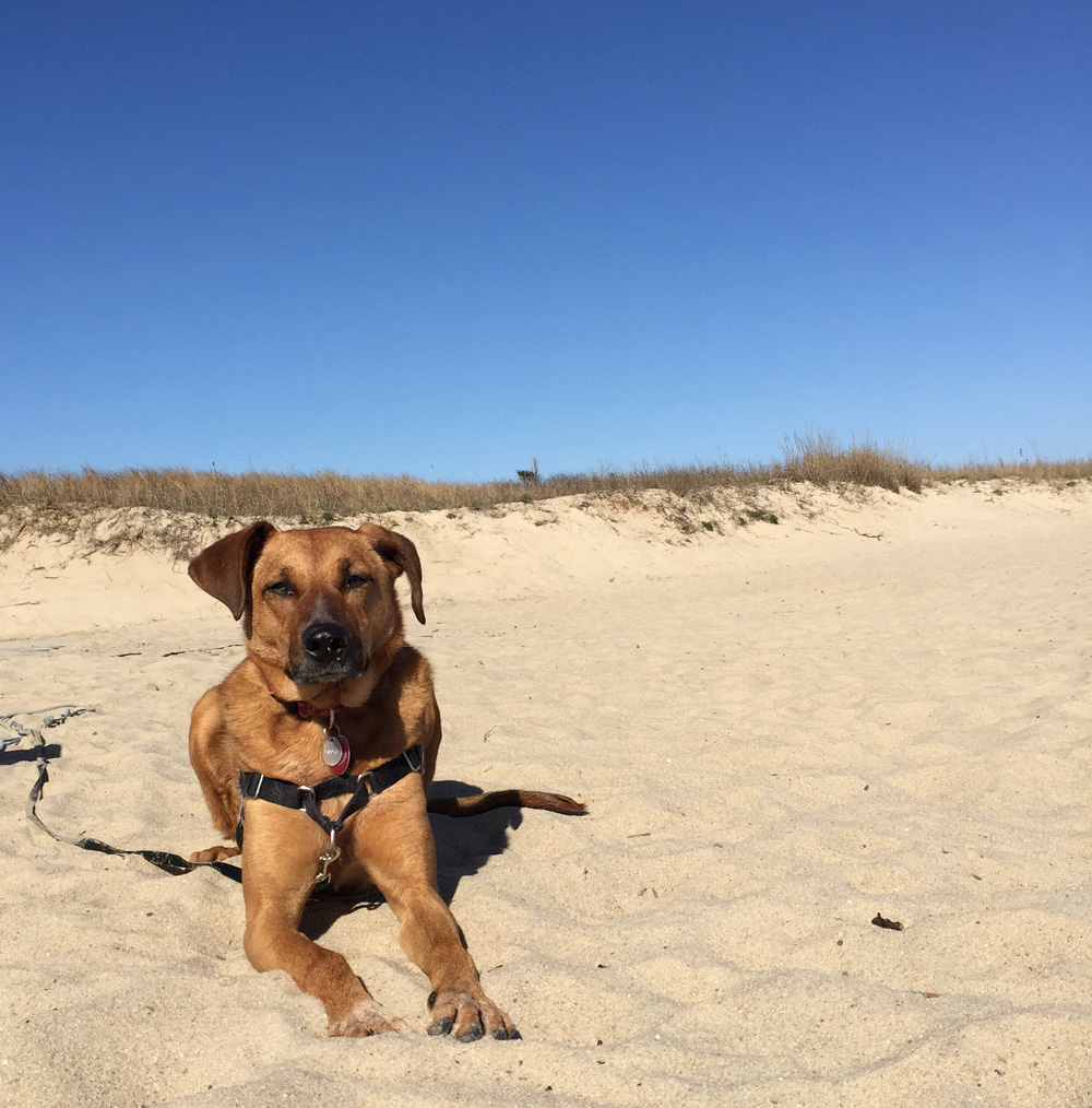 Bodie resting in the sand | Lewes Beach, Delaware