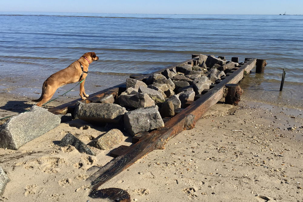 Bodie on the rocks at Lewes Beach | Delaware