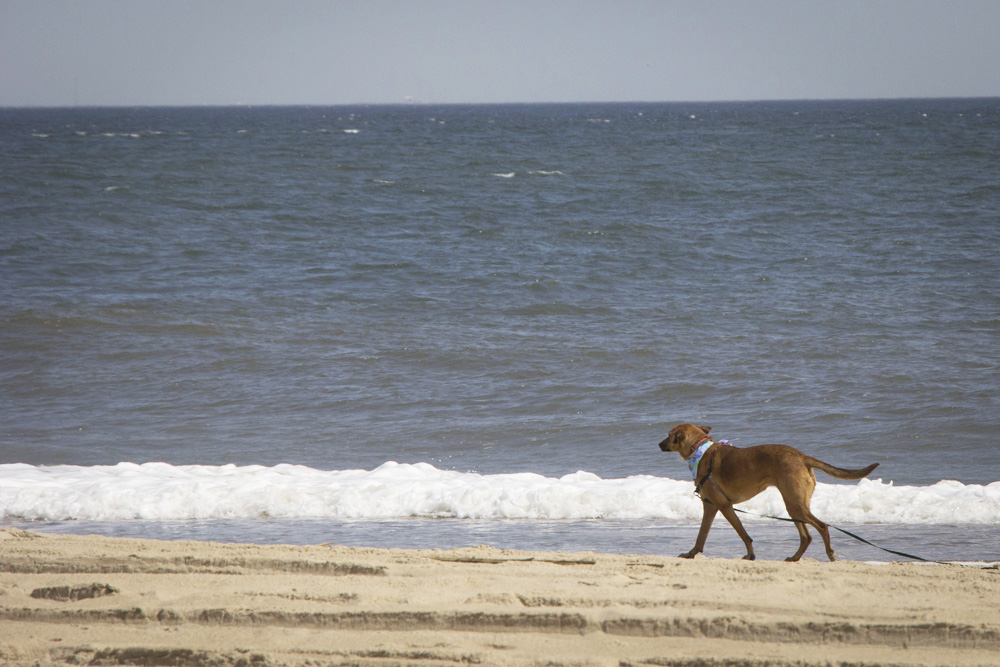 Bodie walking on the beach | Cape Henlopen, Delaware