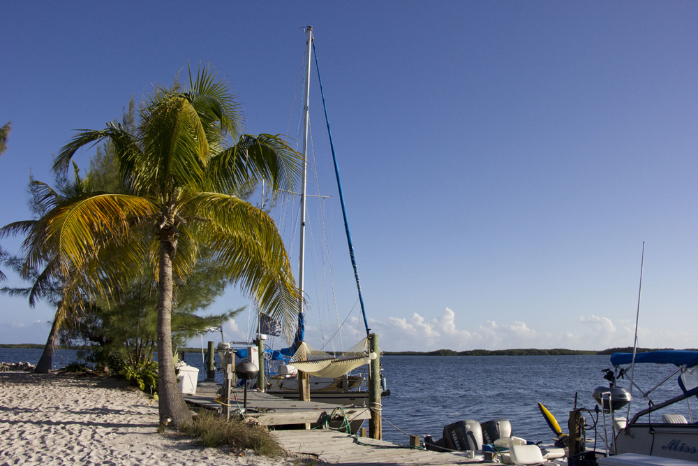 Palm tree and dock | Key Largo, Florida