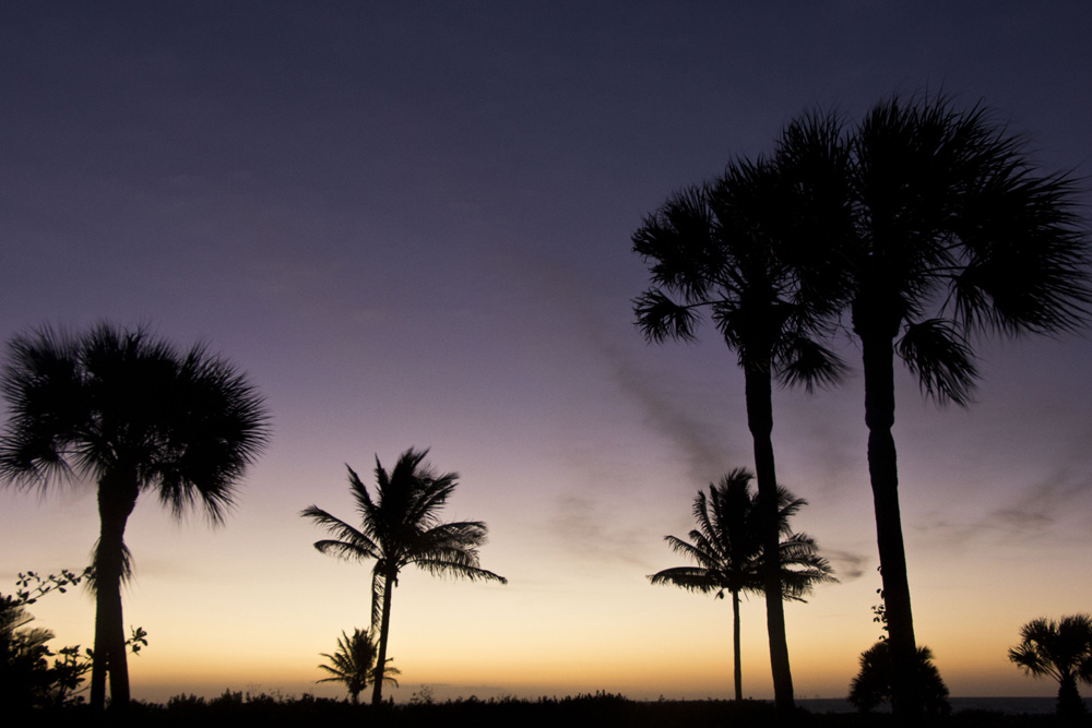 Purple palm tree silhouette | Sanibel Island, Florida
