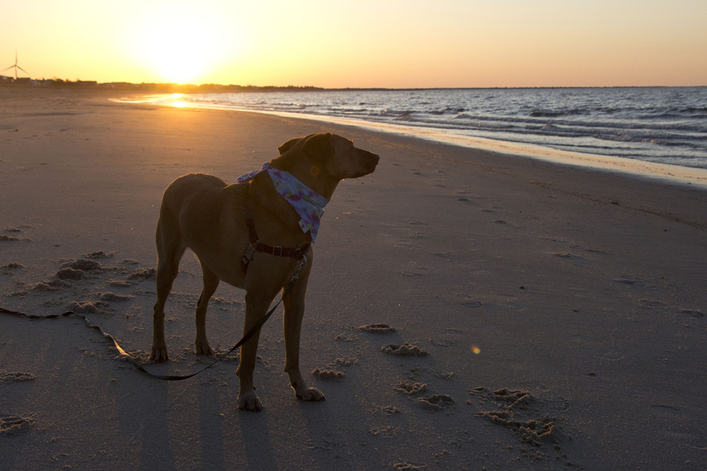 Sunset on the dog beach | Lewes, Delaware