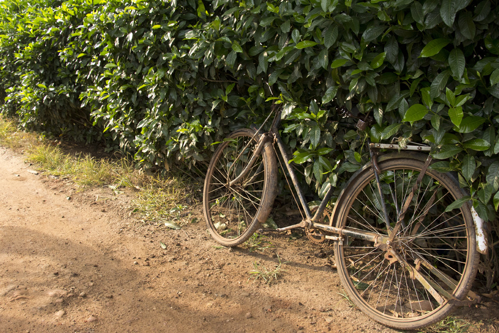 Bicycle in the morning light | Kerala backwaters, India