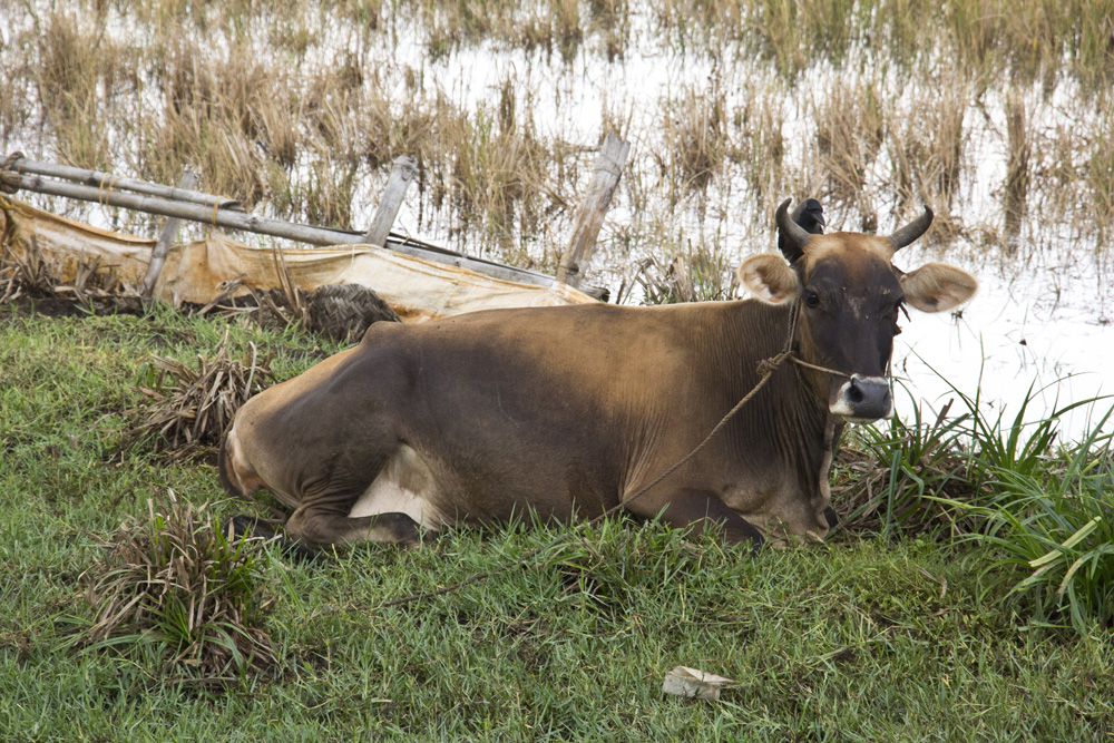 Cow sitting in the marsh | Kerala backwaters, India