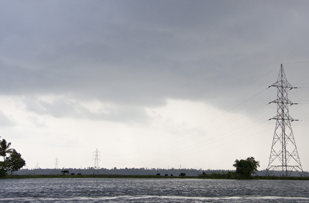 Grazing under power lines in the backwaters | Kerala, India