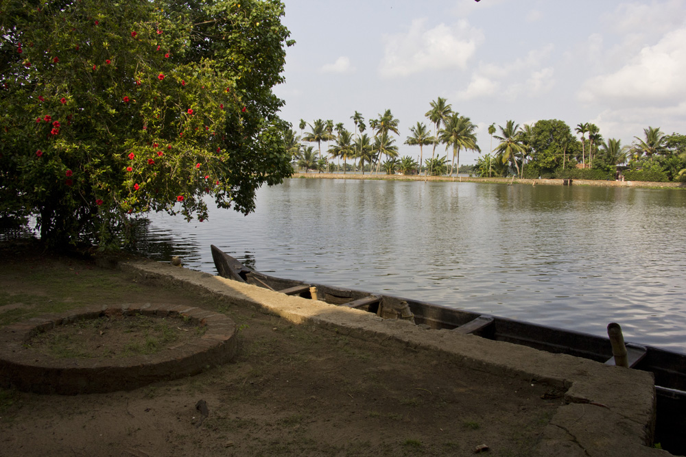 Our Lands resort red hibiscus | Kerala backwaters, India