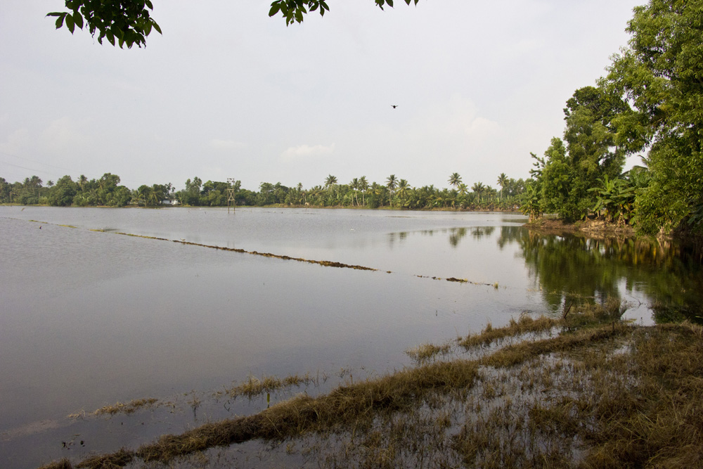 Rice fields and palm trees | Kerala backwaters, India