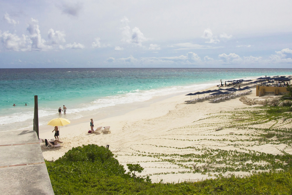 Creeping vines on Elbow Beach | Bermuda