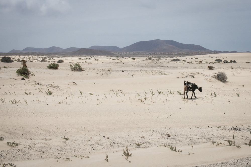 Goats on the sand dunes in Corralejo, Fuerteventura | Canary Islands, Spain