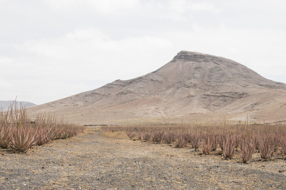 Aloe fields at Verde Aurora | Fuerteventura, Canary Islands, Spain