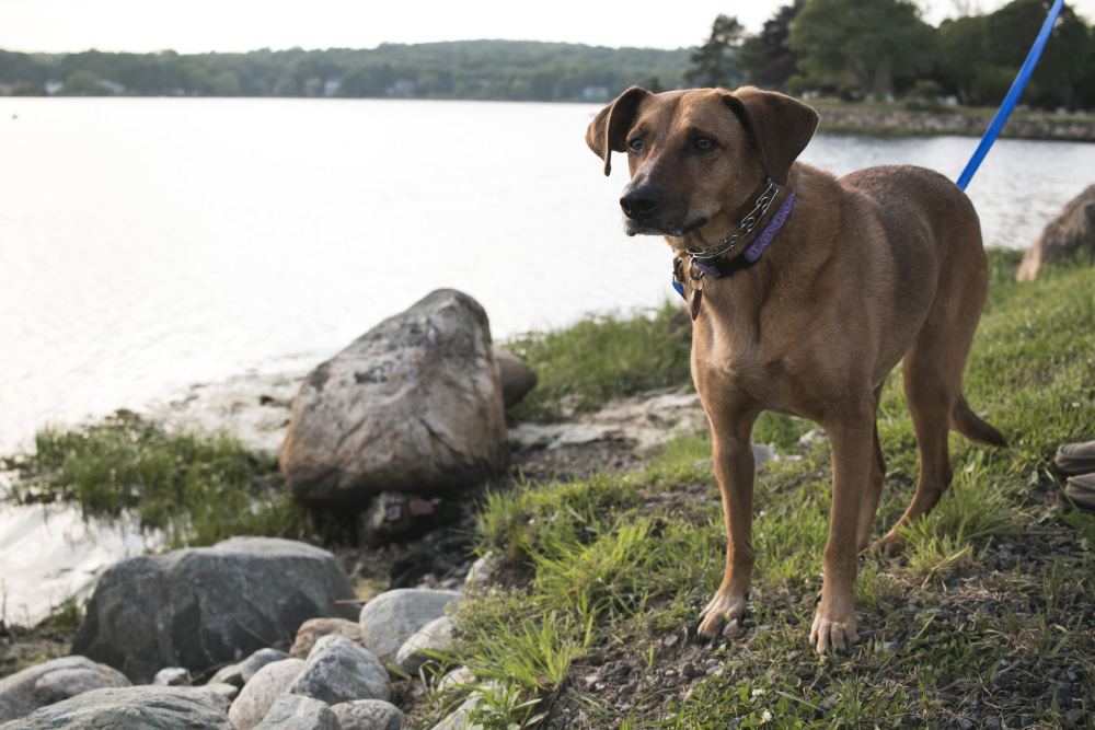 Bodie along the water at sunset | Mystic, Connecticut