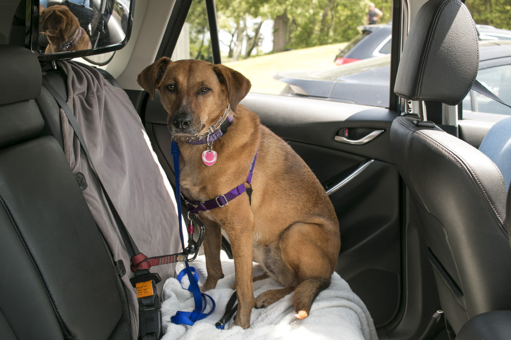 Bodies car seat in the Mazda CX5 | Mystic, Connecticut