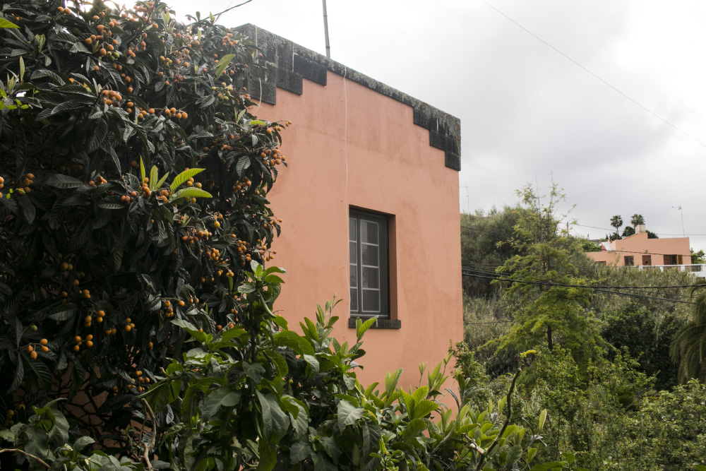 Cottage loquat tree | Gran Canaria, Canary Islands, Spain