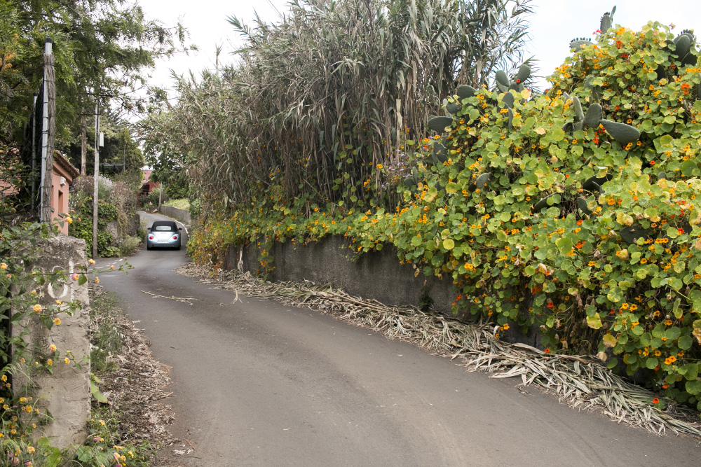 Flower lined road | Gran Canaria, Canary Islands, Spain