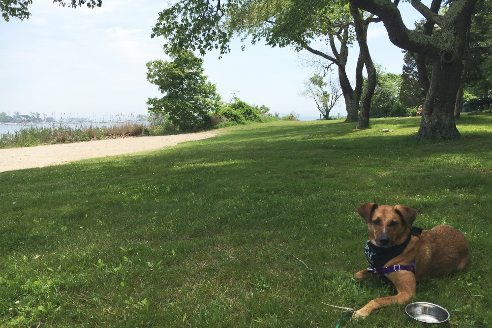 Bodie in the shade | Esker Point Beach, Mystic, Connecticut