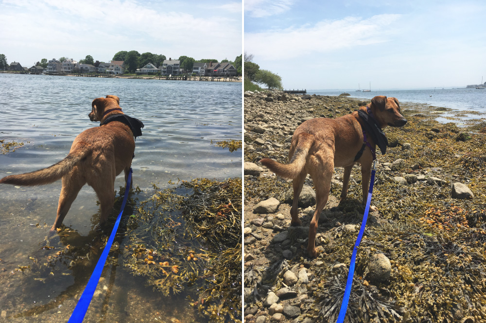 Wading in the seaweed | Esker Point, Mystic, Connecticut