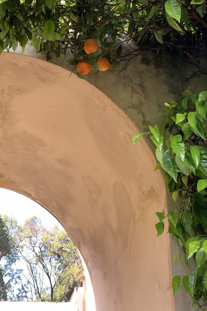 Oranges in the garden | The Alcazar | Seville, Spain
