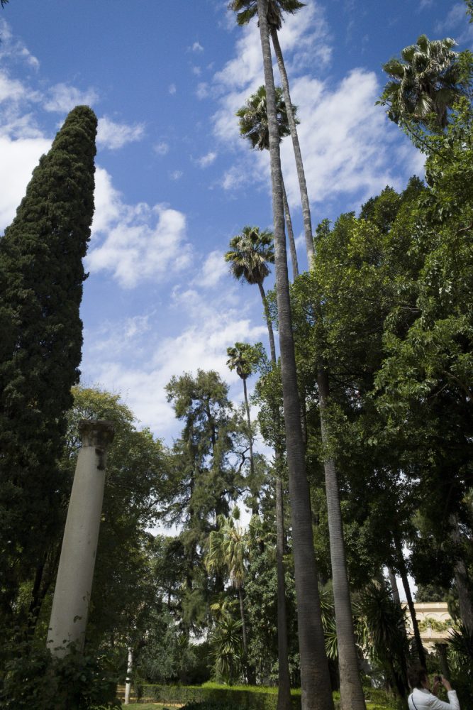 Towering palms | The Alcazar | Seville, Spain