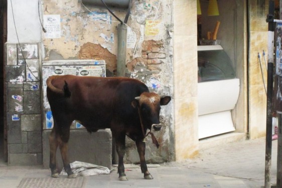 Cow on a street corner | Kathmandu, Nepal