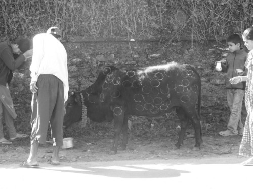 holy cow in nepal