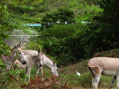 Donkeys on the side of the road, St John