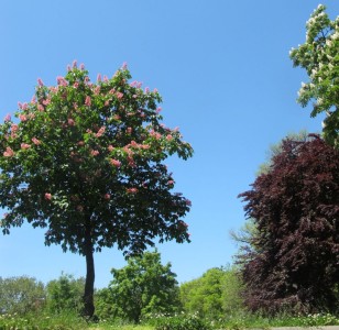 tree-in-fort-greene-park