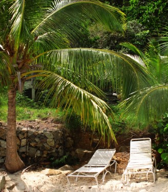 Palm tree shade in the USVI