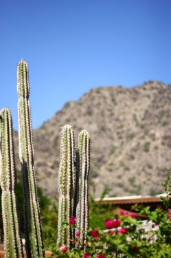Cacti like swords, Scottsdale, Arizona