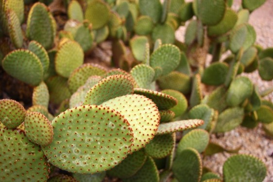 More cacti, Scottsdale Arizona
