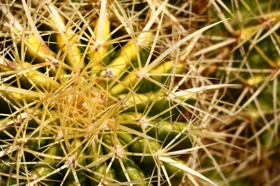 Needly cacti, Scottsdale Arizona