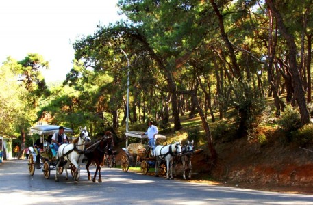 Horse carriages climb the hill | Buyukada, Turkey