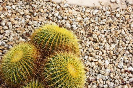 Spikey cacti at the Camelback Inn | Scottsdale, Arizona