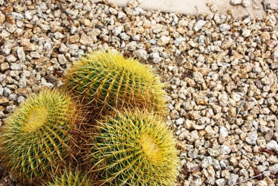 Spikey cacti at the Camelback Inn | Scottsdale, Arizona
