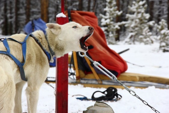 Howling husky | Winter Park, Colorado