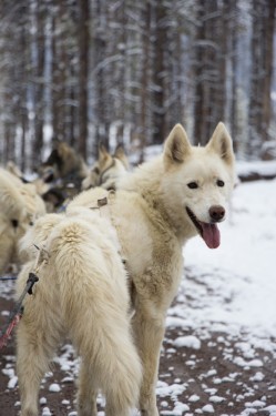 Sled dog surveying the land | Winter Park, Colorado