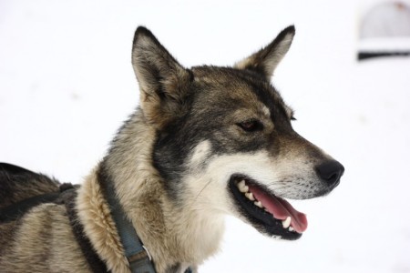 Sled dog | Winter Park, Colorado
