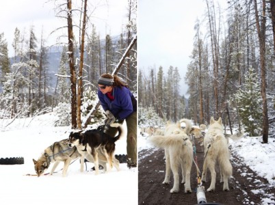 Sled dogs | Winter Park, Colorado