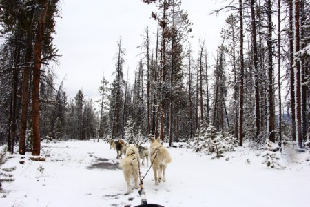 Sledding through the snowy trees | Winter Park, Colorado